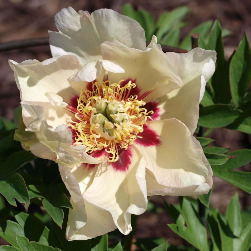 Paeonia Itoh Pastel Splendor (Floração)