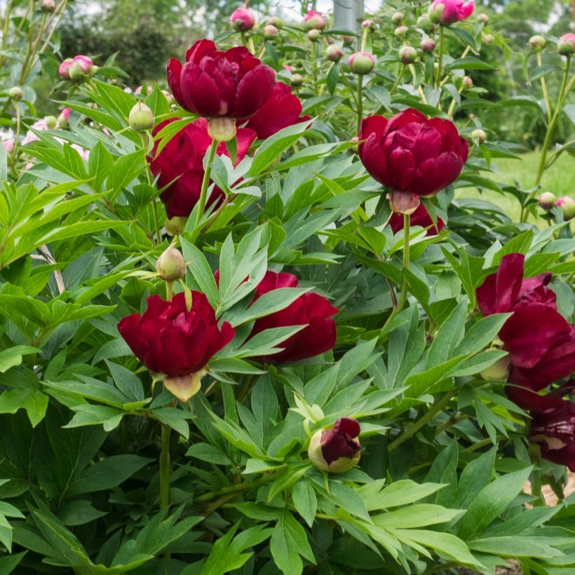 Paeonia Itoh Scarlet Heaven (Floração)