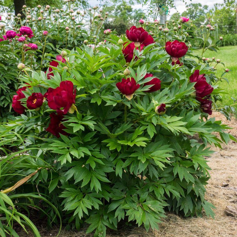 Paeonia Itoh Scarlet Heaven (Hábito)
