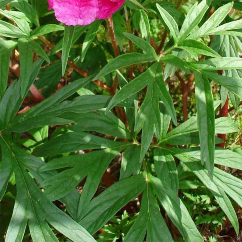 Paeonia anomala (Folhagem)