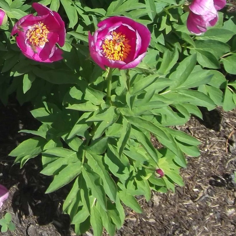 Paeonia humilis (Folhagem)