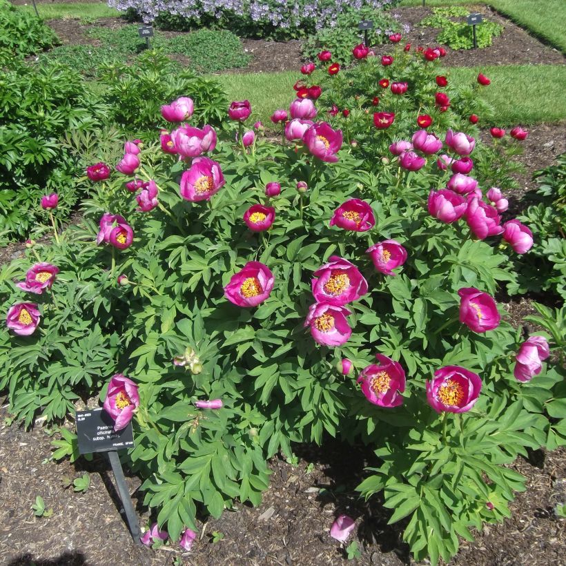 Paeonia humilis (Hábito)