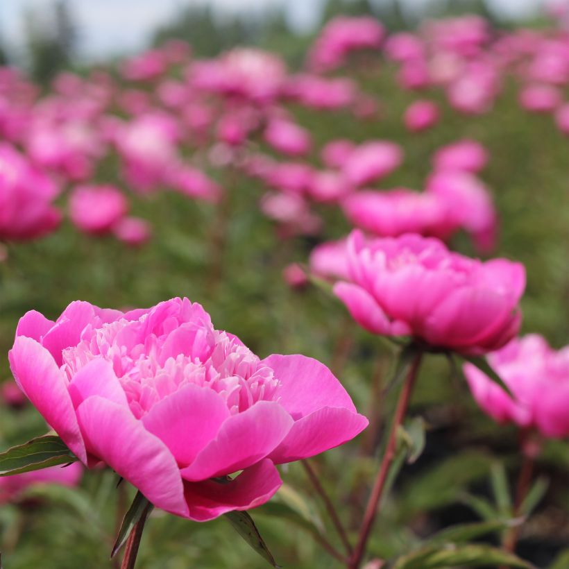 Peónia chinesa Madame Emile Debatène (Hábito)