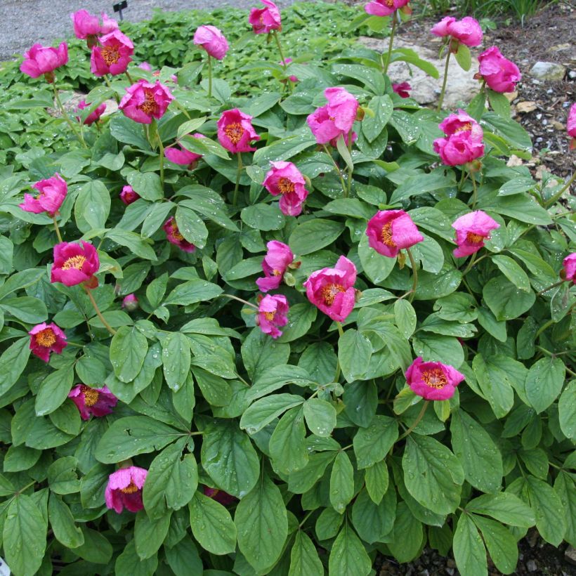 Paeonia mascula (Hábito)