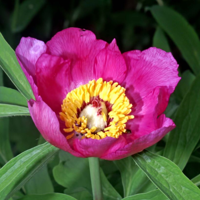 Paeonia officinalis Mollis (Floração)