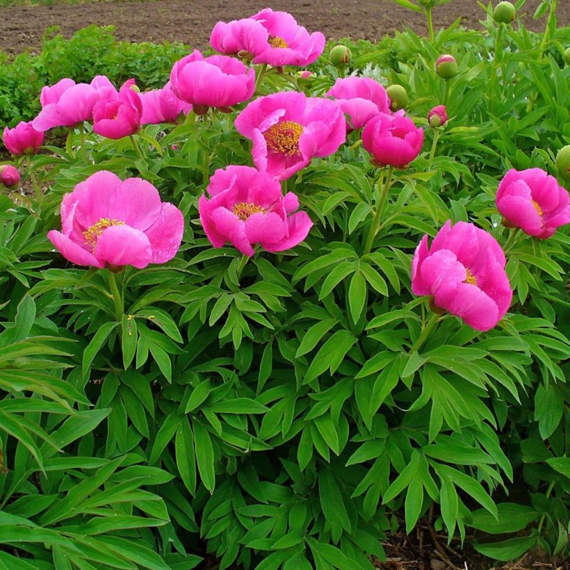 Paeonia officinalis Mollis (Hábito)