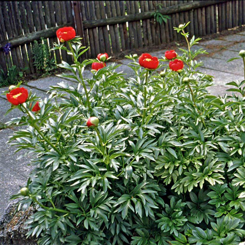 Paeonia peregrina (Floração)