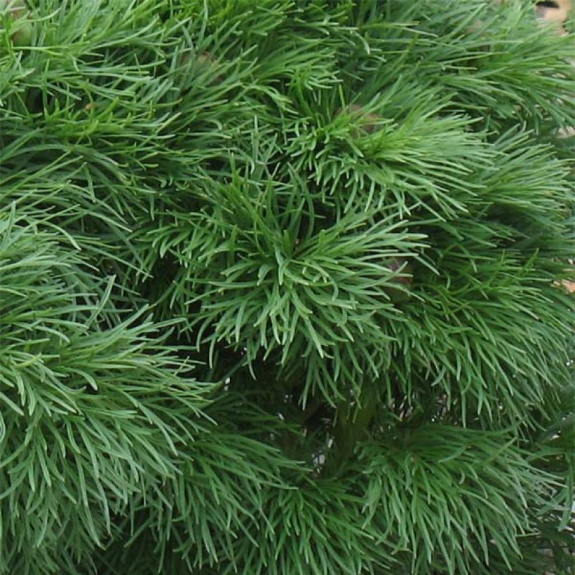 Paeonia tenuifolia Plena (Folhagem)