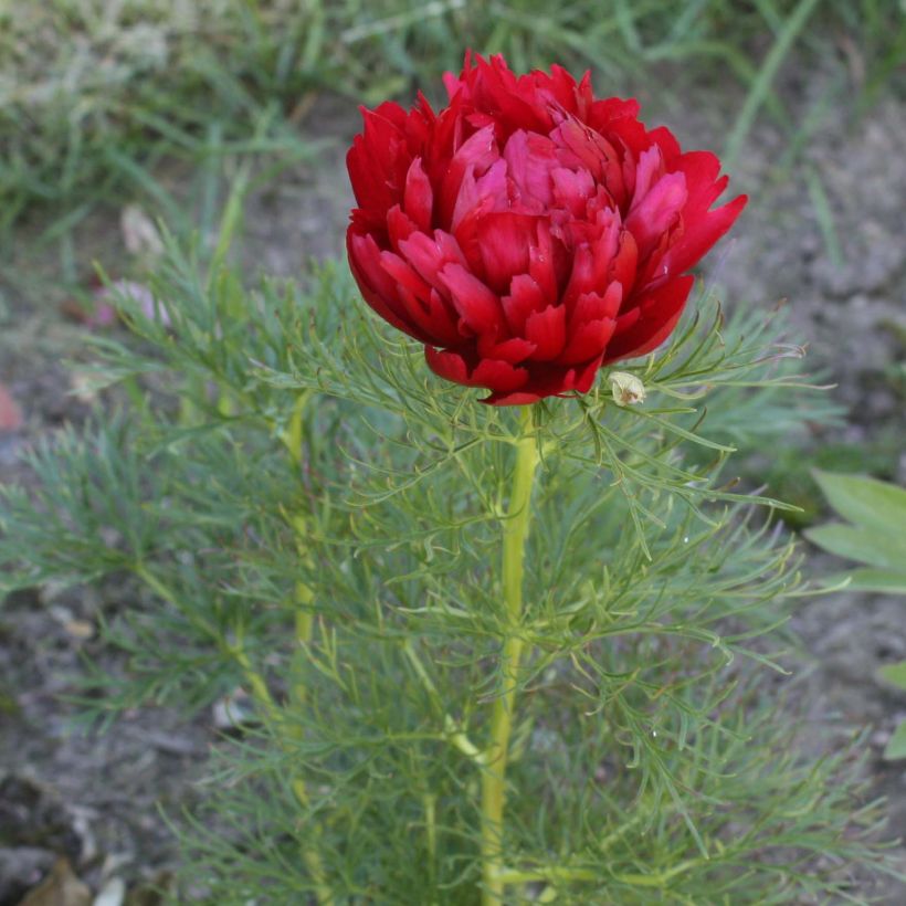 Paeonia tenuifolia Plena (Floração)