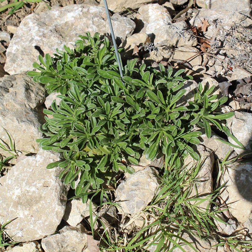 Pallenis maritima Aurelia Gold (Hábito)