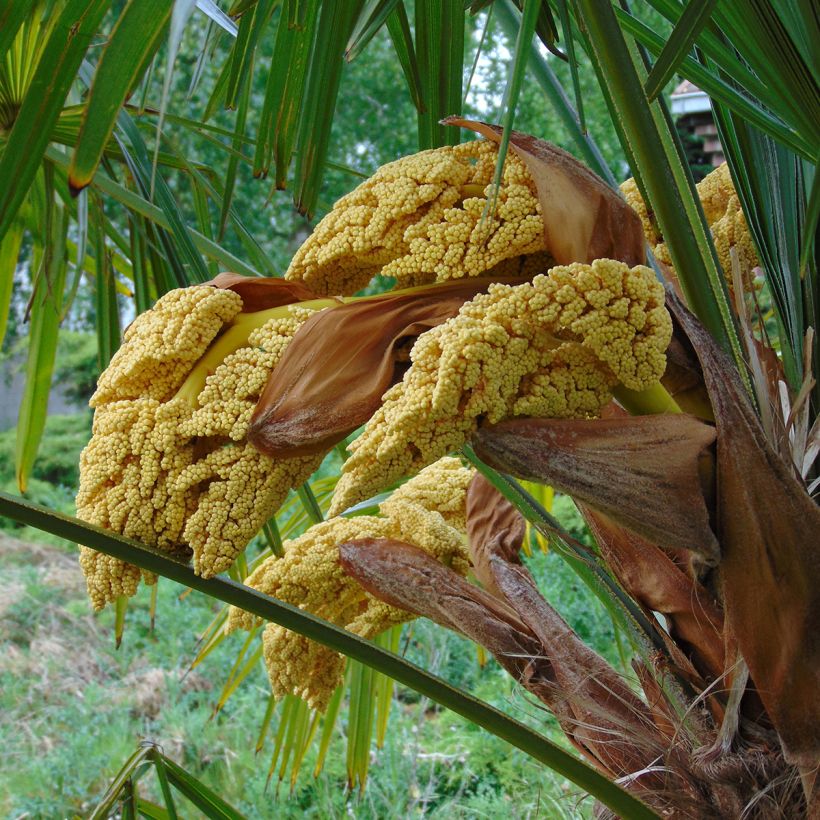 Trachycarpus fortunei - Palmeira-do-moinho (Floração)