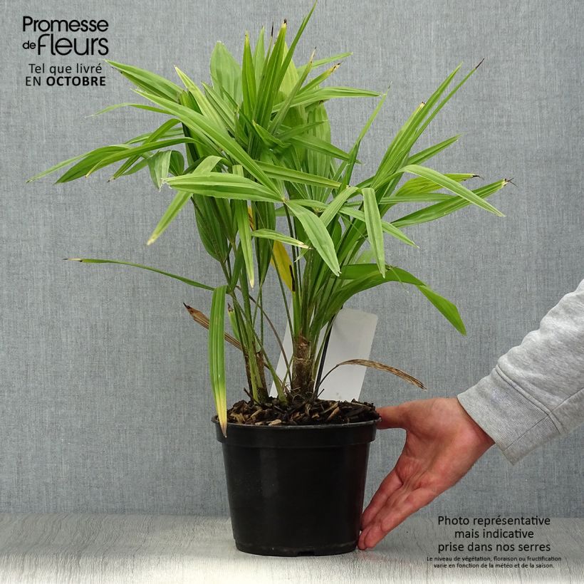 Amostra de Trachycarpus fortunei - Palmeira-do-moinho Vaso de 2 L/3 L tal como entregue no outono