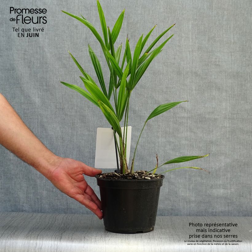 Amostra de Trachycarpus fortunei - Palmeira-do-moinho Vaso de 2 L/3 L tal como entregue no verão