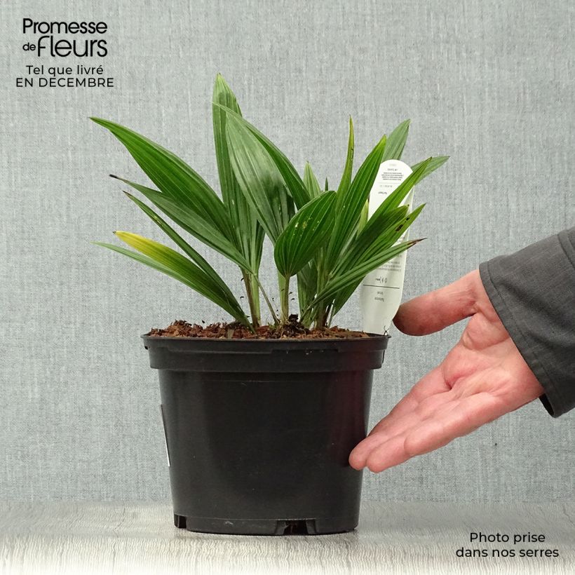 Amostra de Palmier de Chine - Trachycarpus fortunei  Vaso de 2 L/3 L tal como entregue no inverno