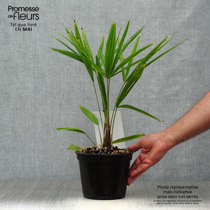 Amostra de Trachycarpus fortunei - Palmeira-do-moinho Vaso de 2 L/3 L tal como entregue na primavera