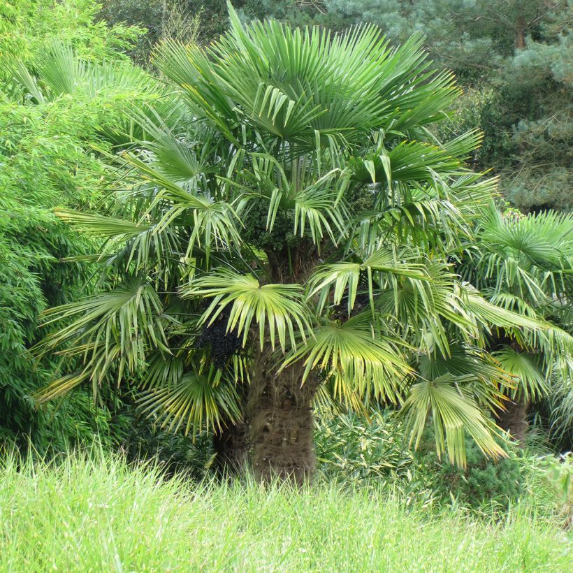 Trachycarpus fortunei - Palmeira-do-moinho (Hábito)