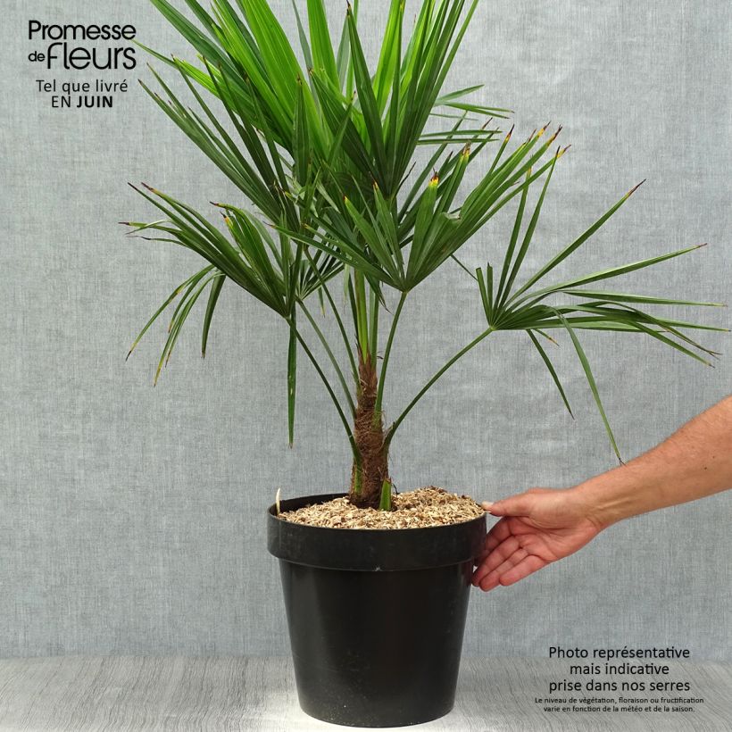 Amostra de Trachycarpus fortunei - Palmeira-do-moinho Vaso de 12 L/15 L tal como entregue na primavera