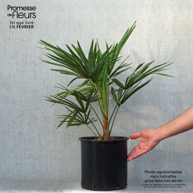 Amostra de Trachycarpus fortunei - Palmeira-do-moinho Vaso de 6 L/7 L tal como entregue no outono