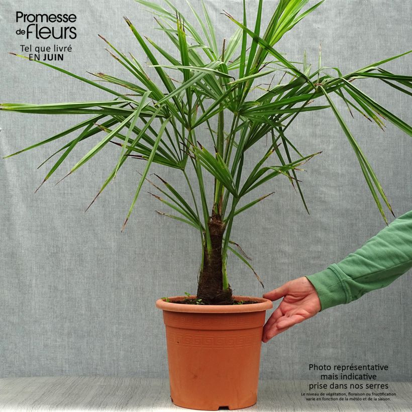 Amostra de Trachycarpus fortunei - Palmeira-do-moinho Vaso de 6 L/7 L tal como entregue no verão