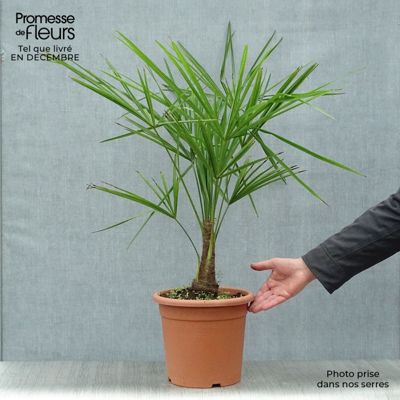 Amostra de Palmier de Chine - Trachycarpus fortunei  Vaso de 6 L/7 L tal como entregue no inverno