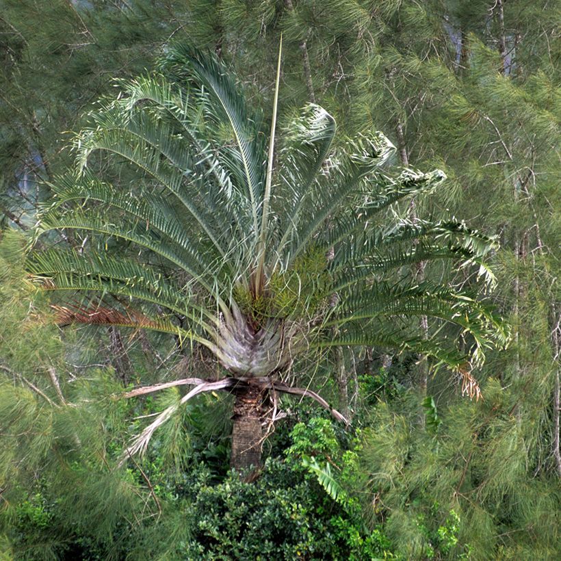 Dypsis decaryi (Hábito)