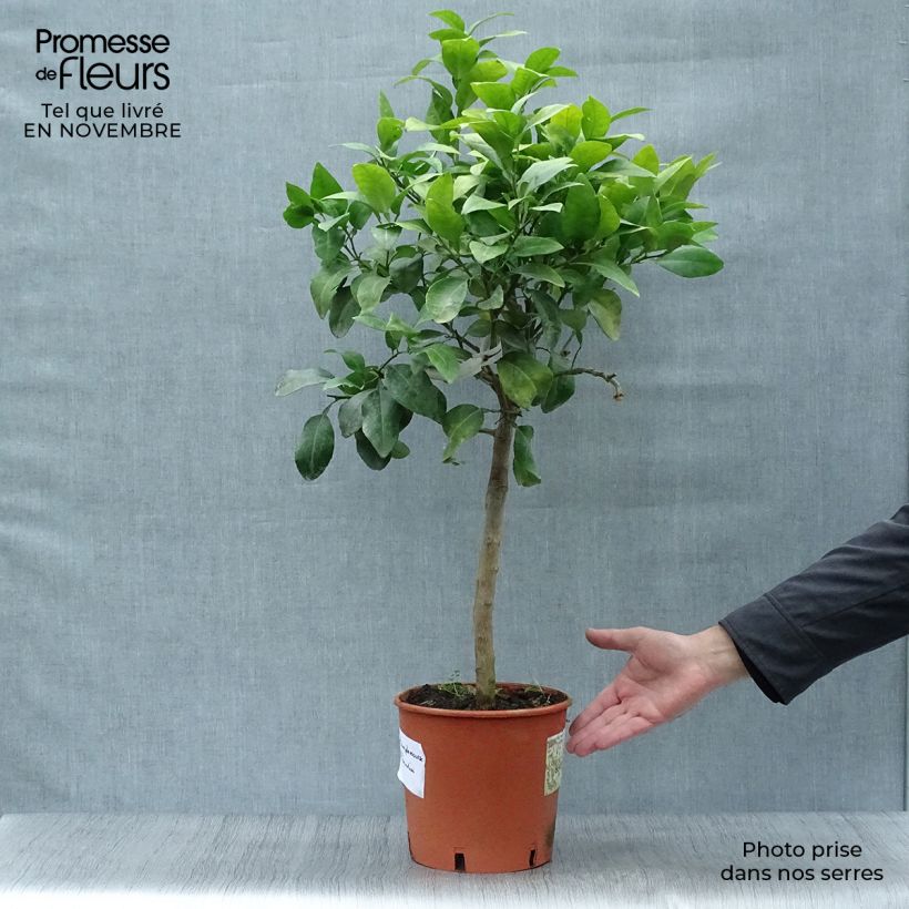 Amostra de Toranja - Citrus (x) paradisi Vaso de 4 L/5 L, 1/4 de haste tal como entregue no outono