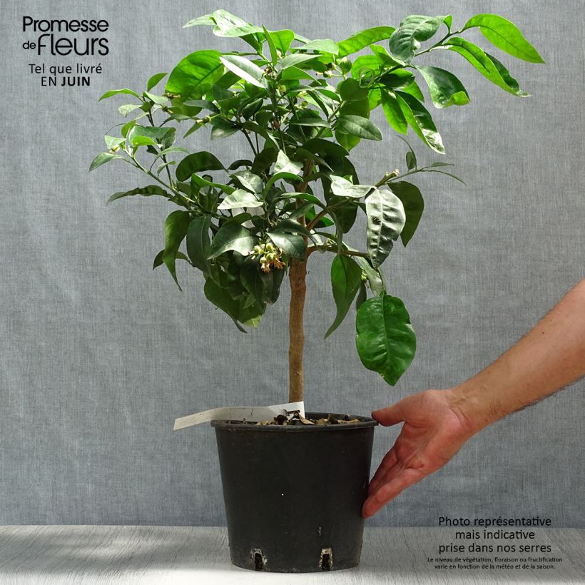 Amostra de Toranja - Citrus (x) paradisi Vaso de 4 L/5 L, 1/4 de haste tal como entregue no verão