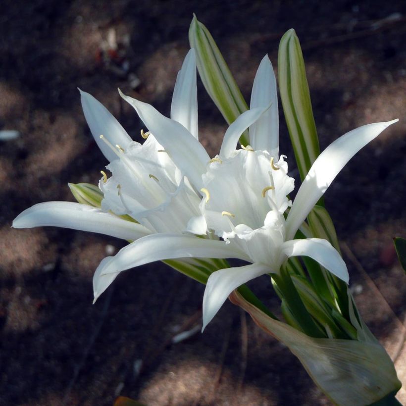 Pancratium maritimum (Floração)