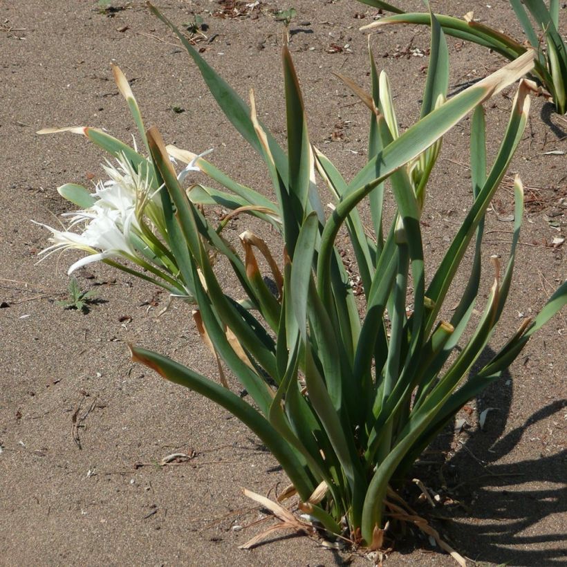 Pancratium maritimum (Hábito)