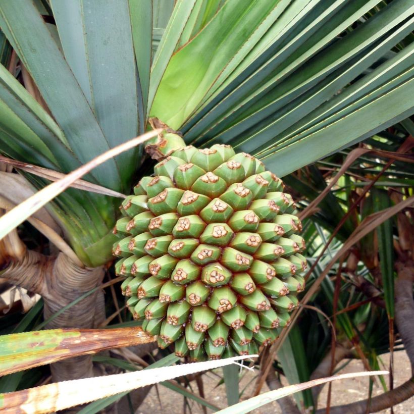 Pandanus utilis (Colheita)