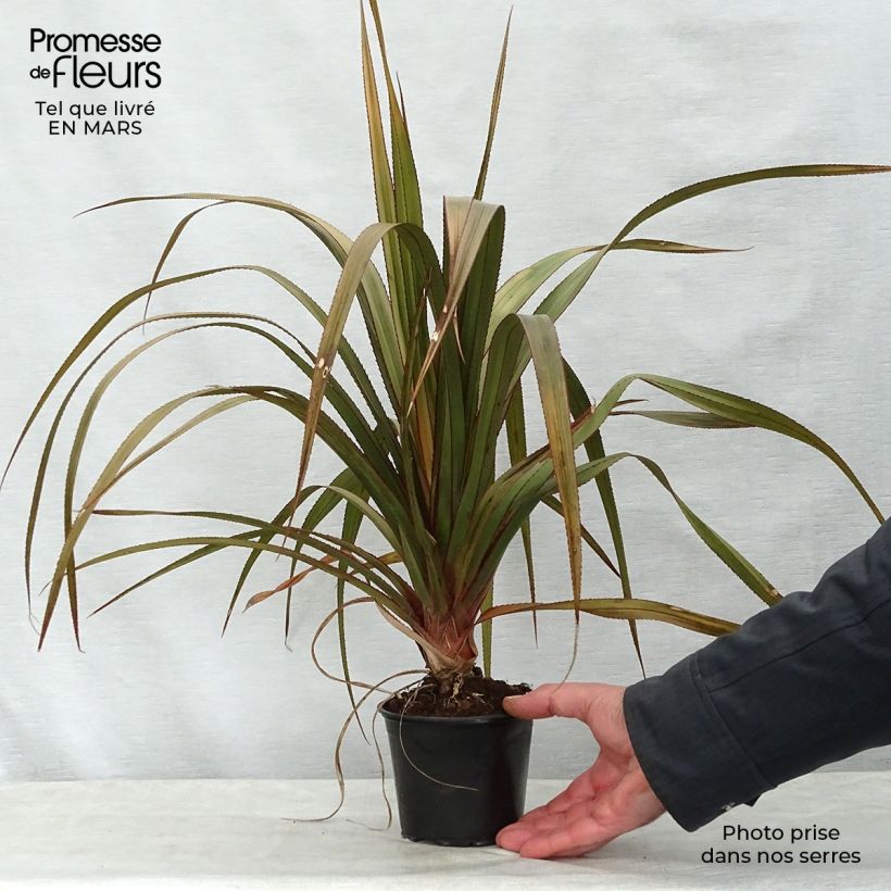 Amostra de Pandanus utilis - Vacoa Pot de 12 cm / 13 cm tal como entregue na primavera