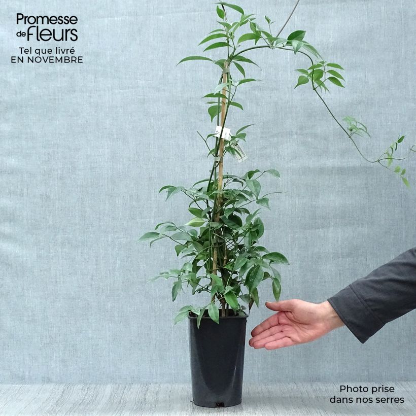 Amostra de Pandorea jasminoïdes Branco Vaso de 2 L/3 L tal como entregue no outono