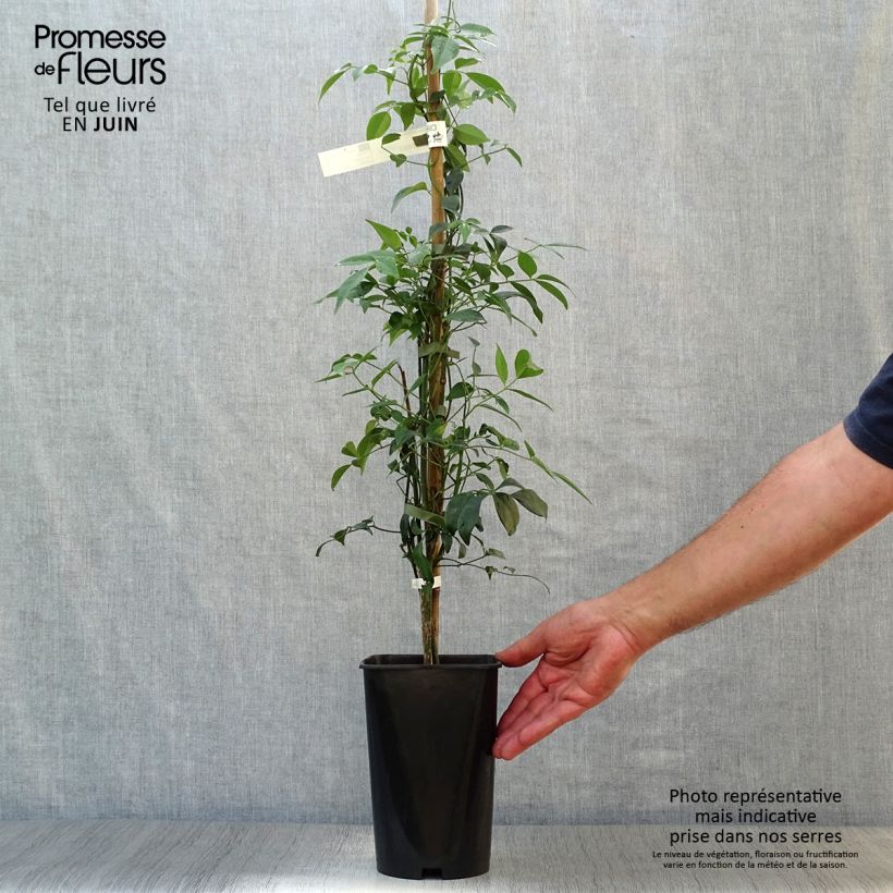 Amostra de Pandorea jasminoïdes Branco Vaso de 2 L/3 L tal como entregue no verão