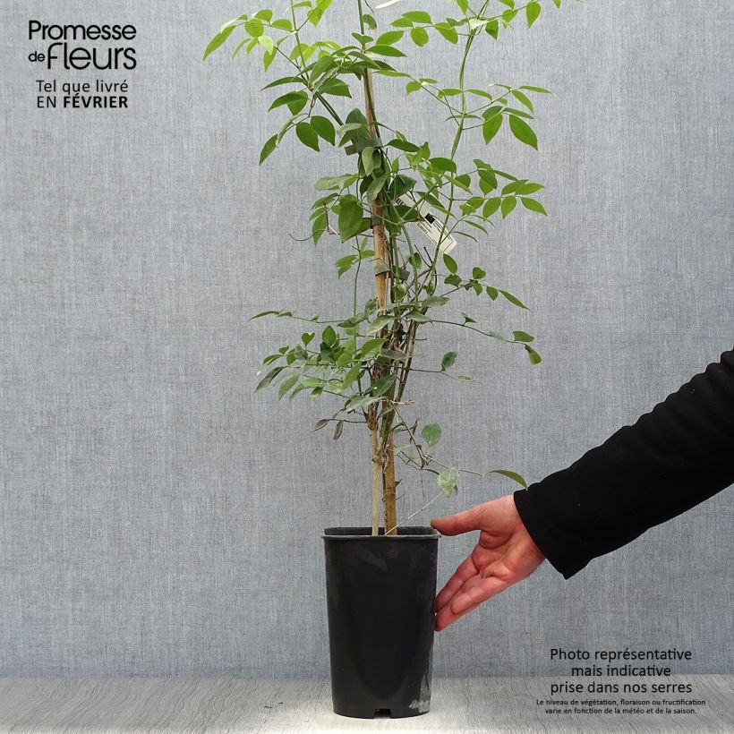 Amostra de Pandorea jasminoïdes Blanc - Bignone faux jasmin Vaso de 2 L/3 L tal como entregue no inverno