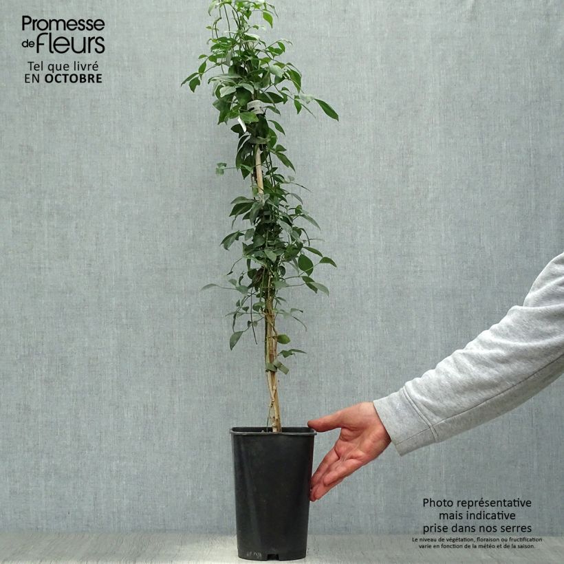 Amostra de Pandorea jasminoides Rosea Vaso de 2 L/3 L tal como entregue no outono