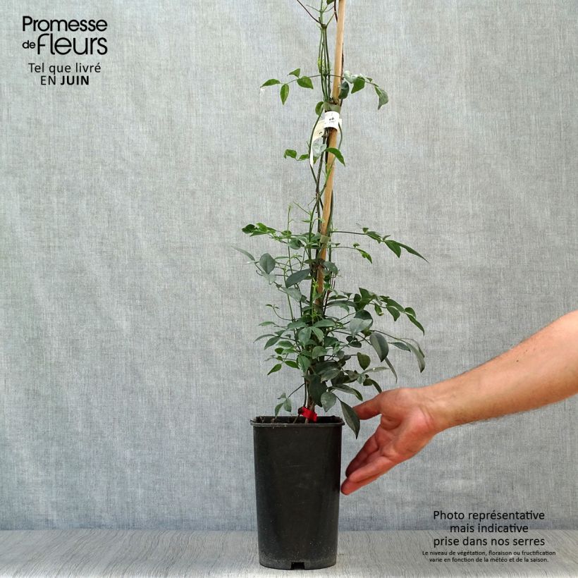 Amostra de Pandorea jasminoides Rosea Vaso de 2 L/3 L tal como entregue no verão