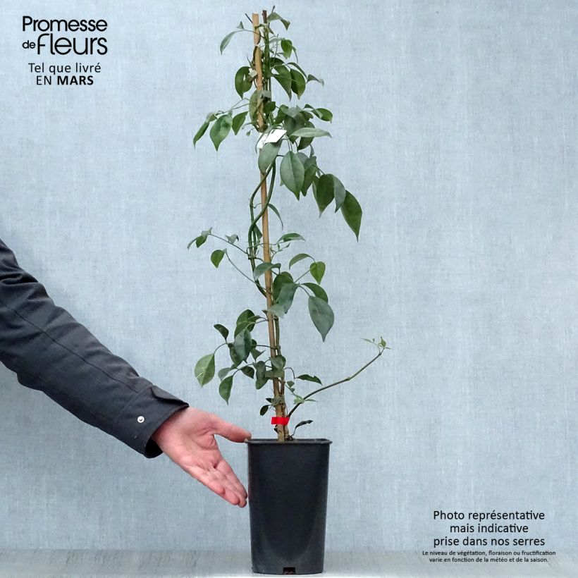 Amostra de Pandorea jasminoides Rosea Vaso de 2 L/3 L tal como entregue na primavera