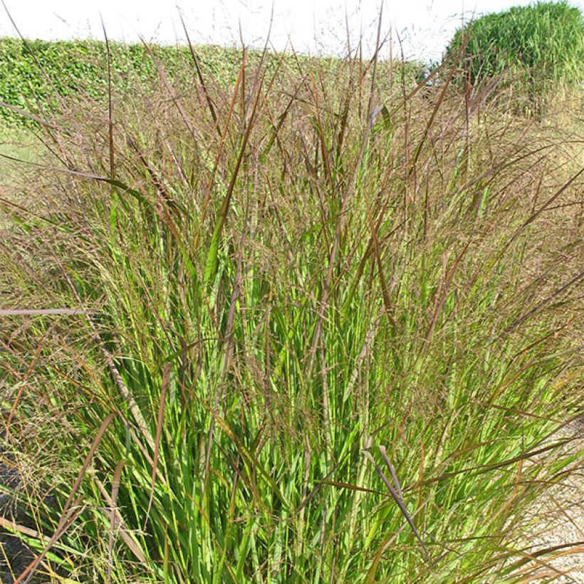 Panicum virgatum Squaw (Folhagem)