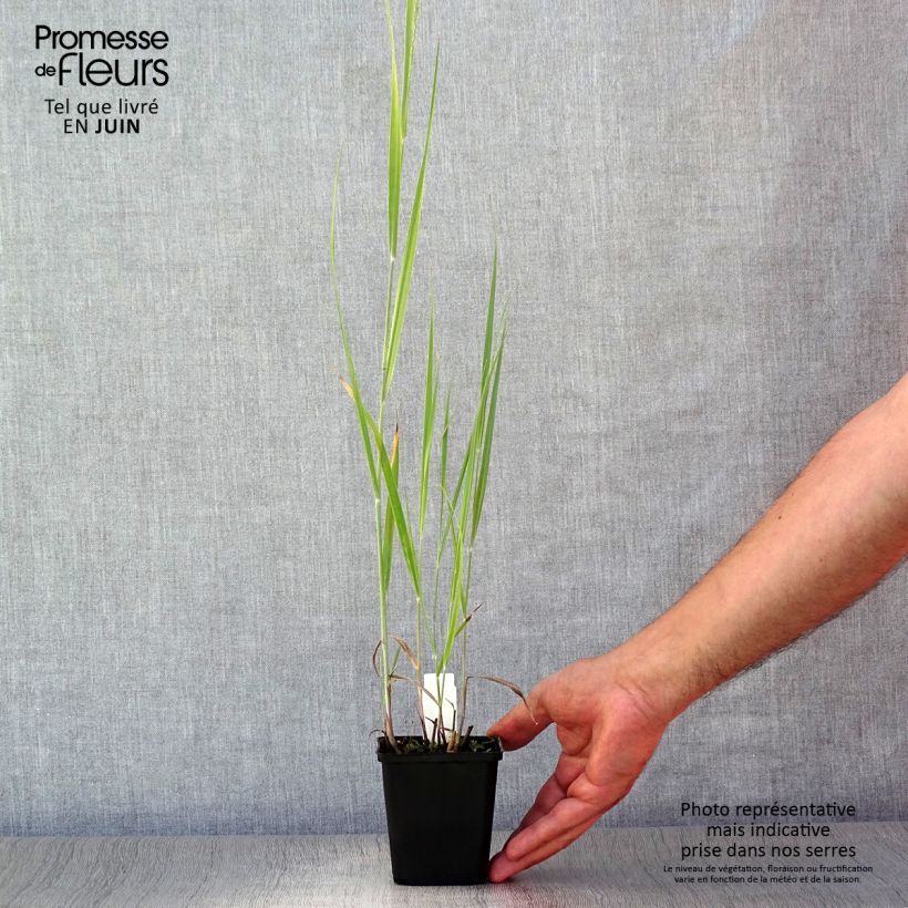 Amostra de Panicum virgatum Blue Darkness Vaso de 8/9 cm tal como entregue no verão
