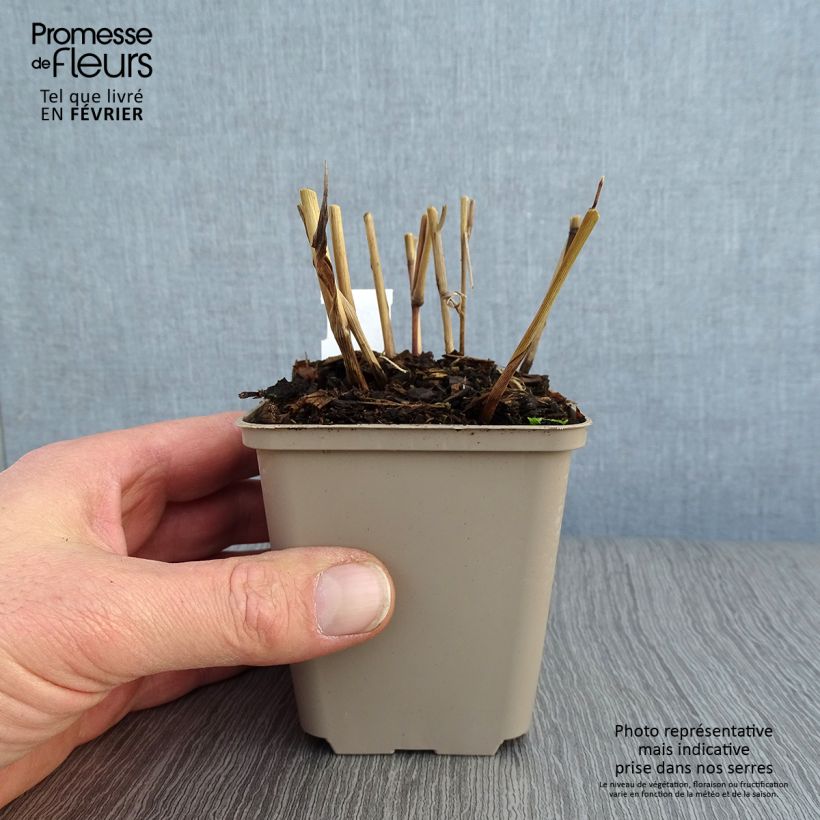 Amostra de Panicum virgatum Blue Darkness Vaso de 8/9 cm tal como entregue no inverno