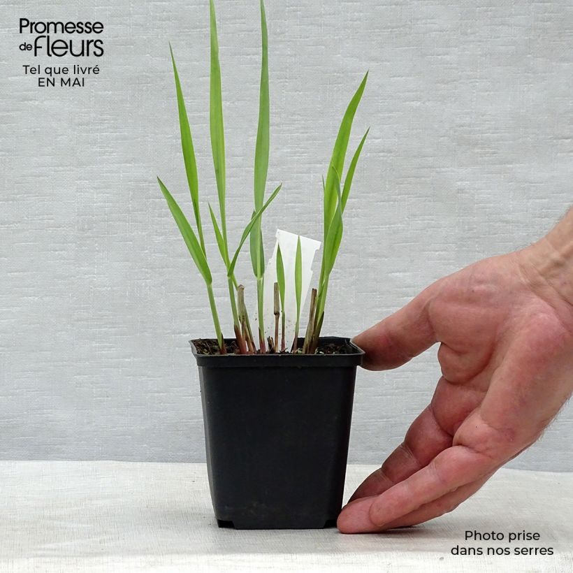Amostra de Panicum virgatum Blue Darkness Vaso de 8/9 cm tal como entregue na primavera