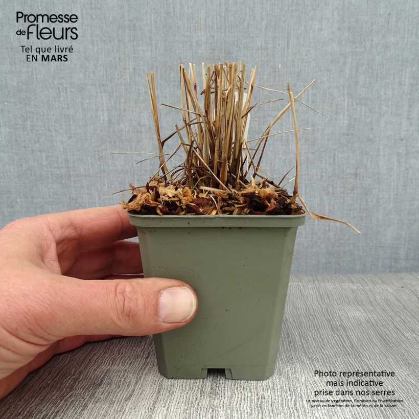 Amostra de Panicum virgatum Cheyenne Sky Vaso de 8/9 cm tal como entregue no inverno