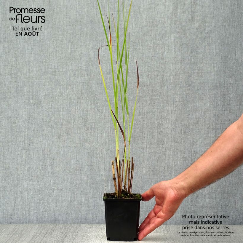 Amostra de Panicum virgatum Cloud Nine Vaso de 8/9 cm tal como entregue no verão