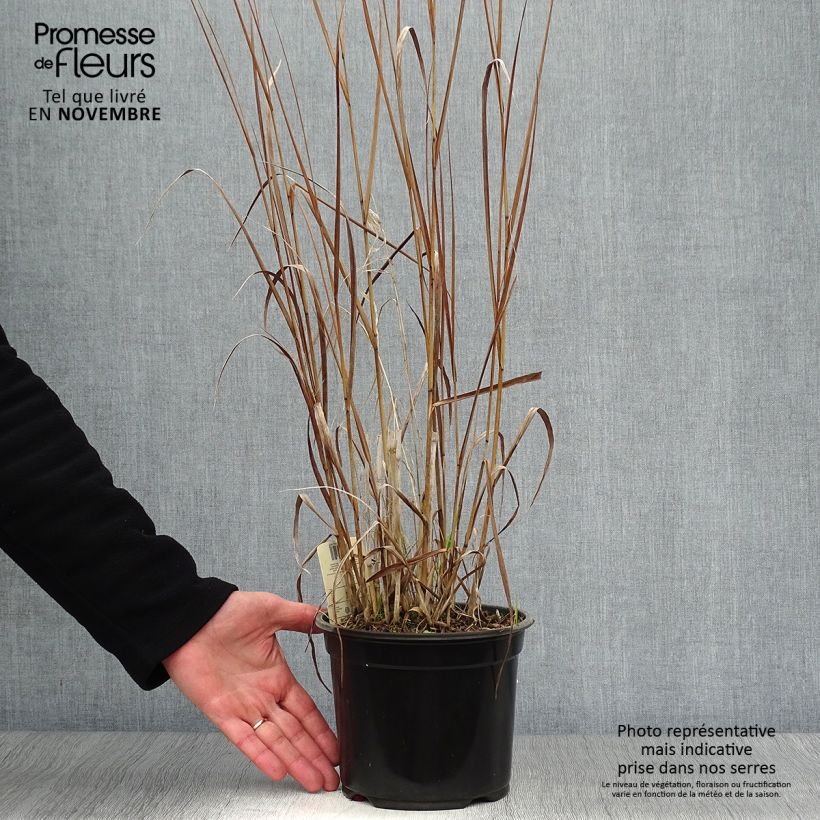 Amostra de Panicum virgatum Cloud Nine Vaso de 1 L/1,5 L tal como entregue no outono