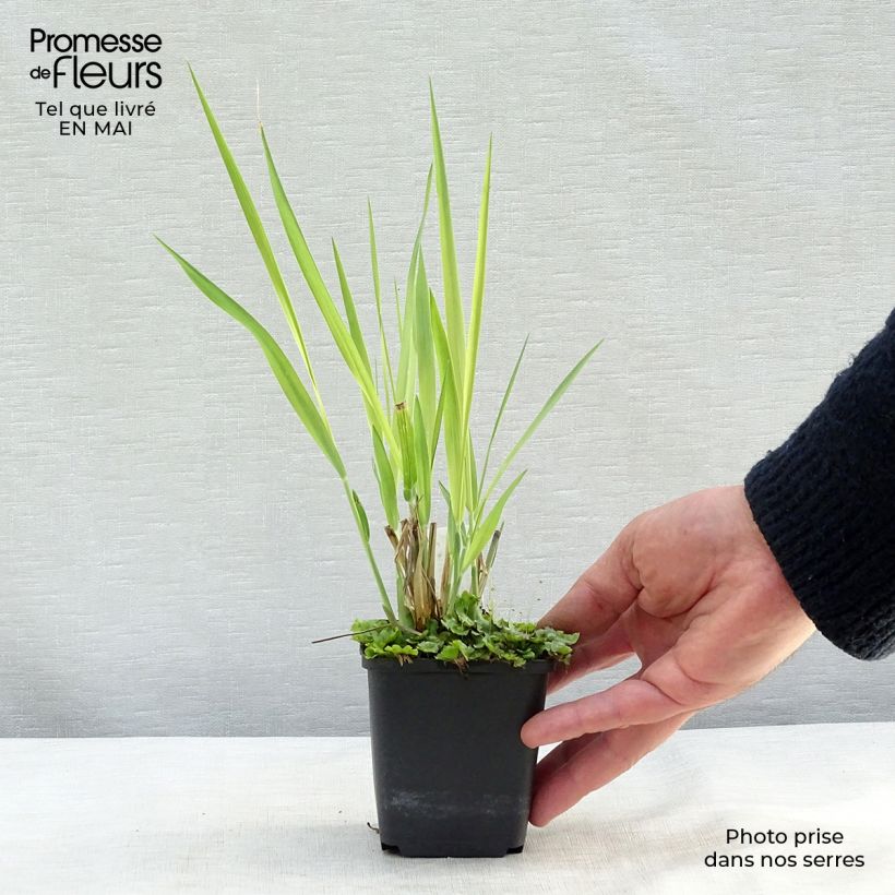 Amostra de Panicum virgatum Dallas Blues Vaso de 8/9 cm tal como entregue na primavera