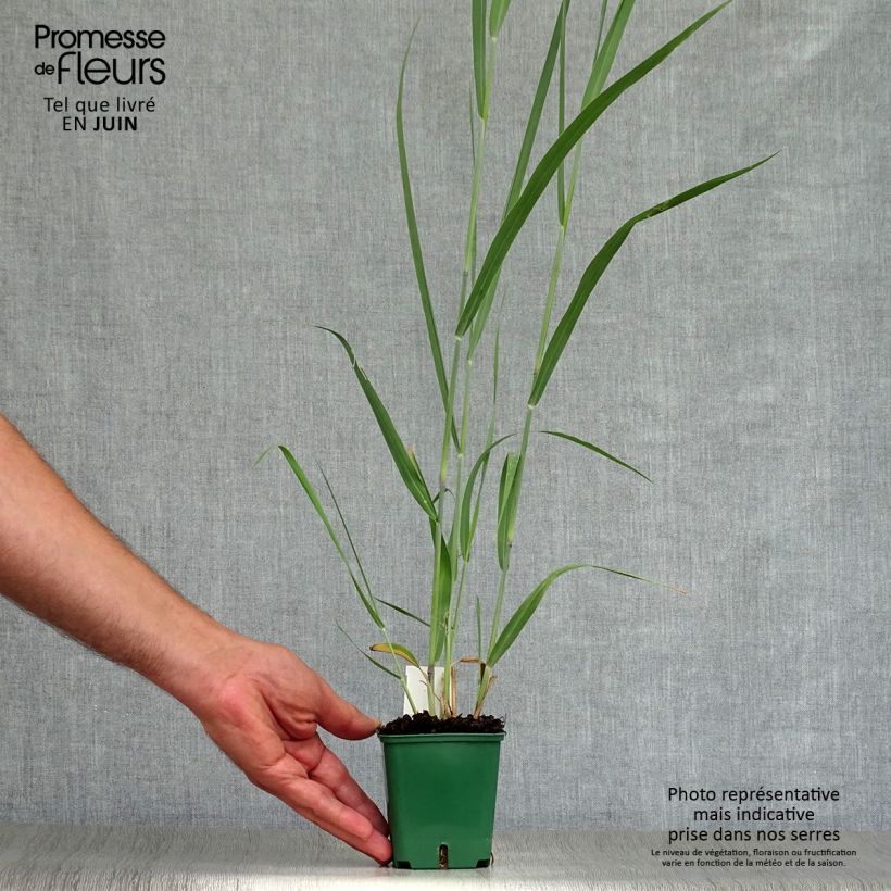 Amostra de Panicum virgatum Dallas Blues Vaso de 8/9 cm tal como entregue no verão