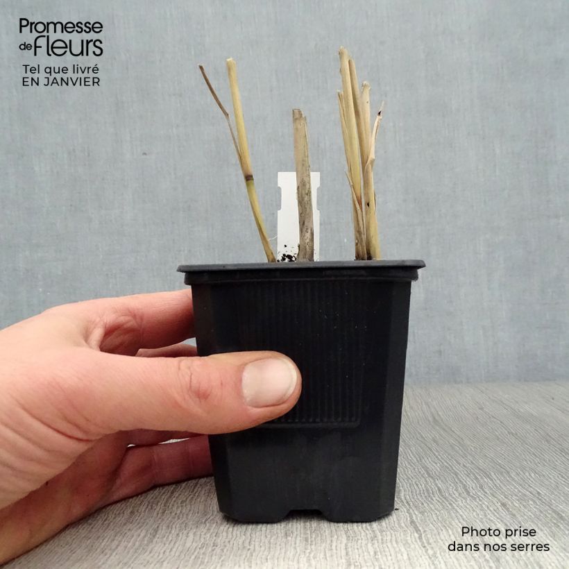 Amostra de Panic érigé - Panicum virgatum Dallas Blues  Vaso de 8/9 cm tal como entregue no inverno