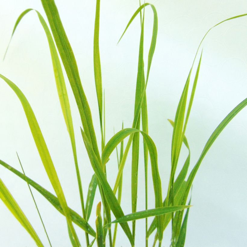 Panicum virgatum Hanse Herms (Folhagem)