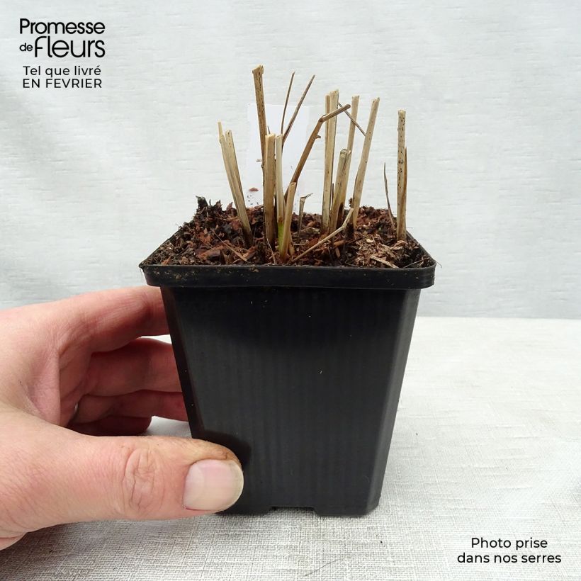 Amostra de Panic érigé - Panicum virgatum Hanse Herms  Vaso de 8/9 cm tal como entregue no inverno