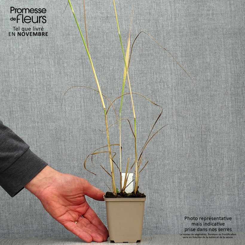 Amostra de Panicum virgatum Heavy Metal Vaso de 8/9 cm tal como entregue no outono